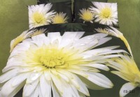 Комплект постельного белья КПБ 1.5 сп., 2 сп., евро, семейный арт. RS-81